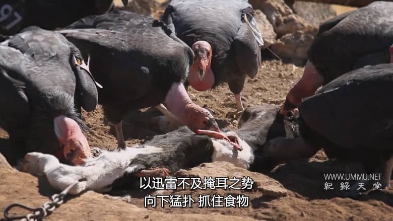 美国动物百科 United States of Animals插图5