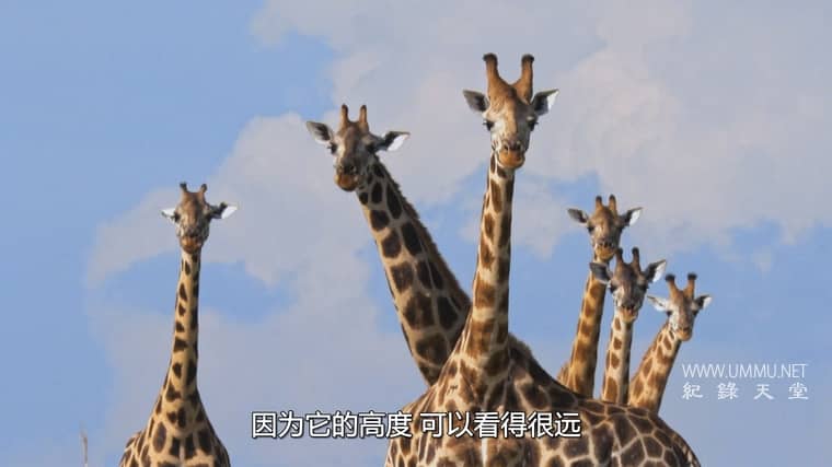 营救长颈鹿之漫漫归途 Saving Giraffes: The Long Journey Home插图1