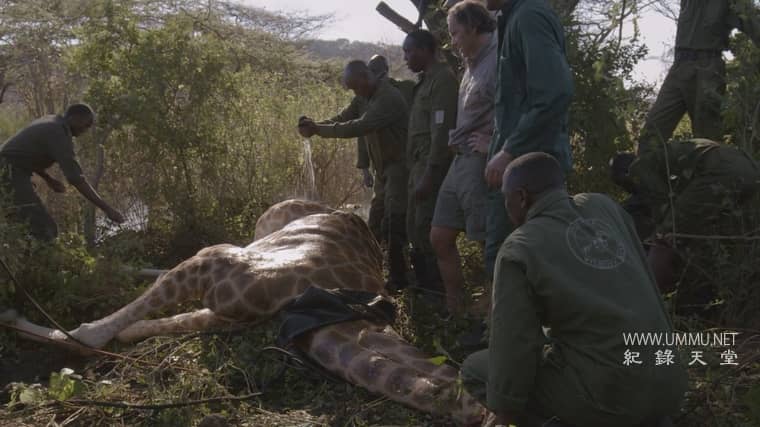 营救长颈鹿之漫漫归途 Saving Giraffes: The Long Journey Home插图2