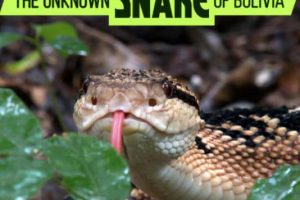 玻利维亚的未知之蛇 The Unknown Snake of Bolivia