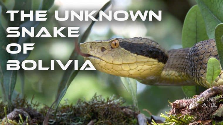 玻利维亚的未知之蛇 The Unknown Snake of Bolivia插图1