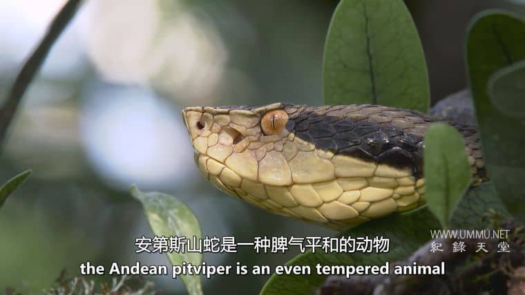 玻利维亚的未知之蛇 The Unknown Snake of Bolivia插图3