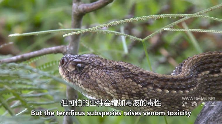 玻利维亚的未知之蛇 The Unknown Snake of Bolivia插图6