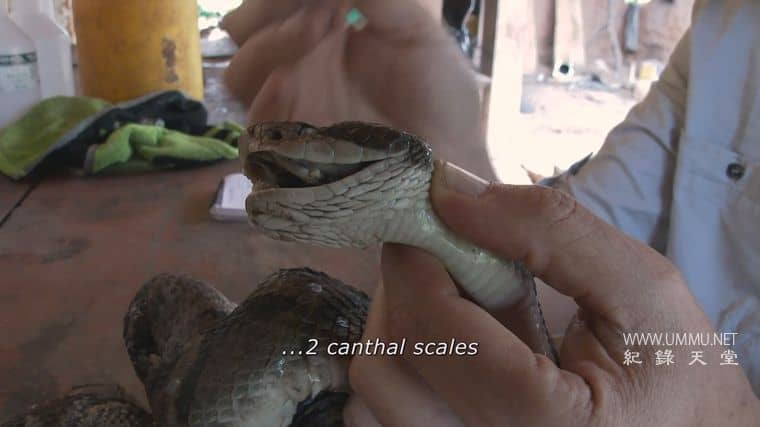 玻利维亚的未知之蛇 The Unknown Snake of Bolivia插图7
