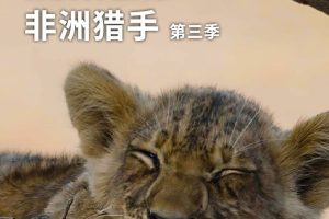 非洲猎手 第2-3季全12集   Africa's Hunters