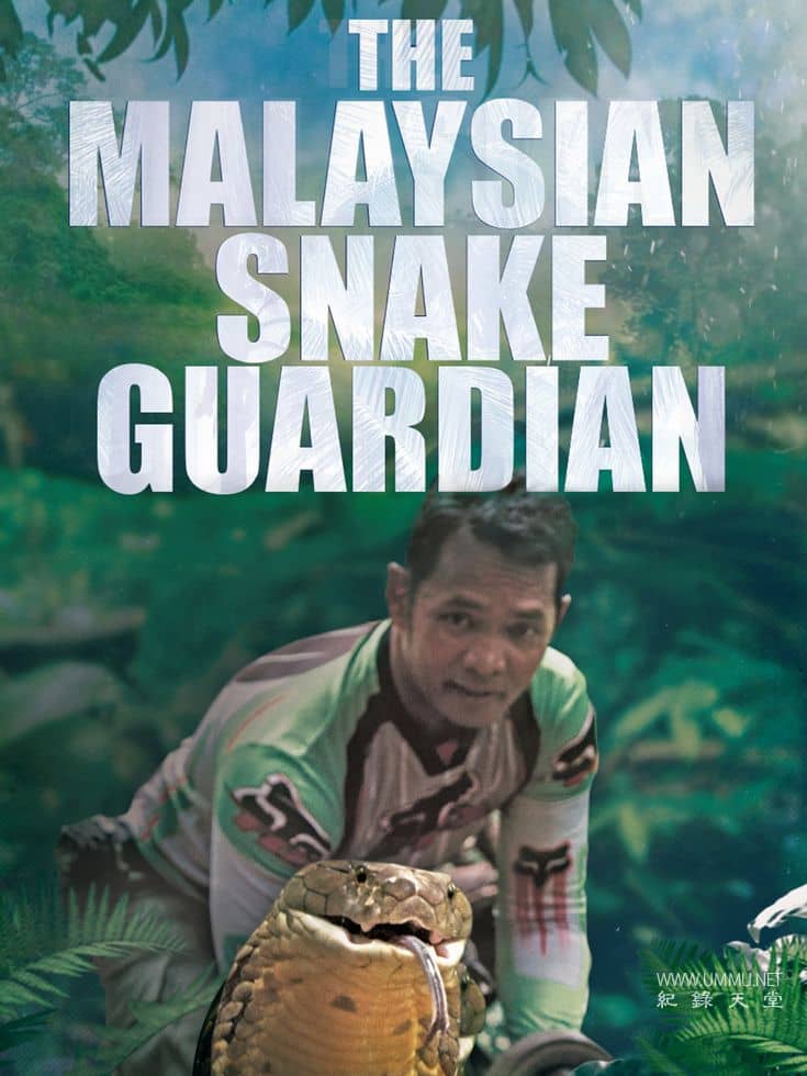 马来西亚蛇类守护者 The Malaysian Snake Guardian插图