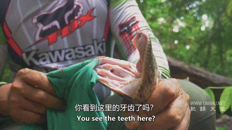 马来西亚蛇类守护者 The Malaysian Snake Guardian插图1