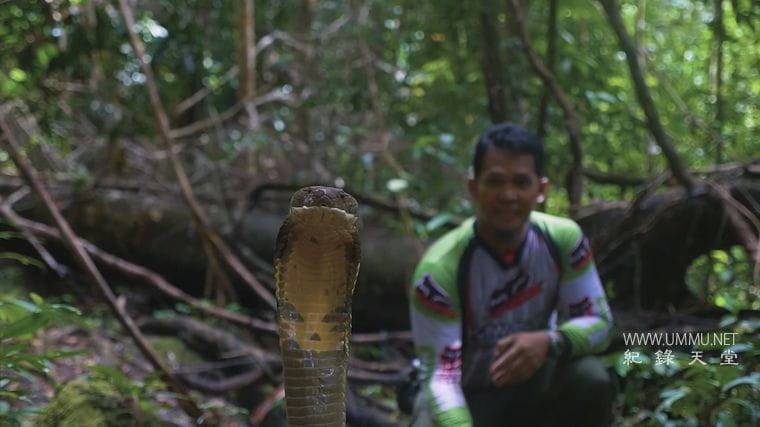 马来西亚蛇类守护者 The Malaysian Snake Guardian插图4