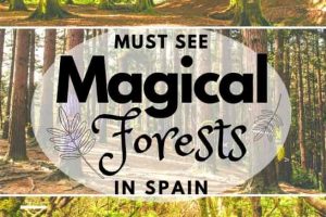 西班牙的神奇森林 The Magic Forest of Spain