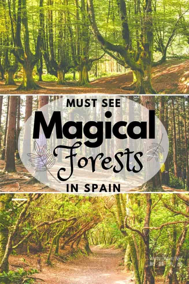 西班牙的神奇森林 The Magic Forest of Spain插图