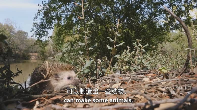 西班牙的神奇森林 The Magic Forest of Spain插图1