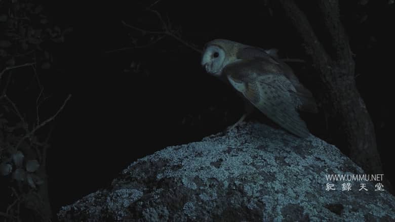 西班牙的神奇森林 The Magic Forest of Spain插图2