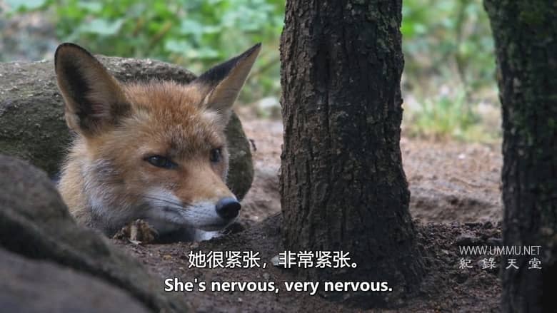 西班牙的神奇森林 The Magic Forest of Spain插图3