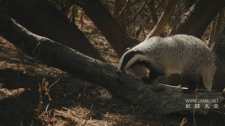 西班牙的神奇森林 The Magic Forest of Spain插图4