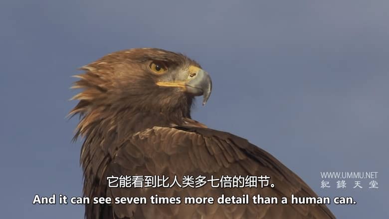 西班牙的神奇森林 The Magic Forest of Spain插图5