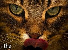 家里的狮子 The Lion in Your Living Room