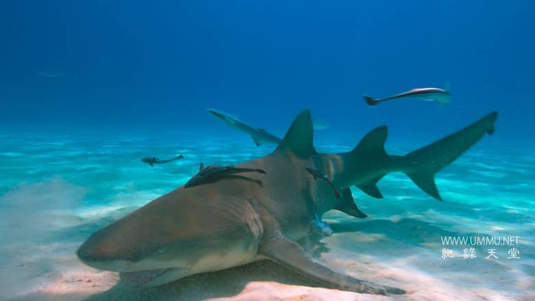 最后的珊瑚礁 The Last Reef: Cities Beneath the Sea插图3