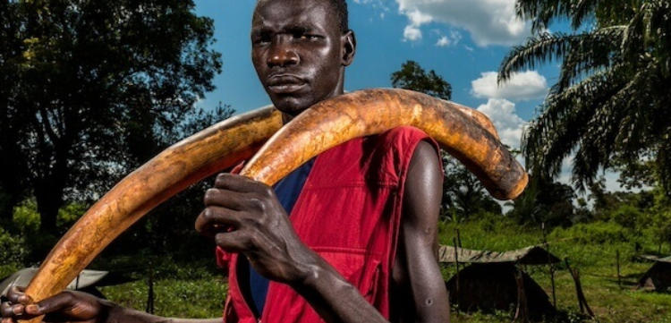 象牙战争 Ivory Wars 2013插图2