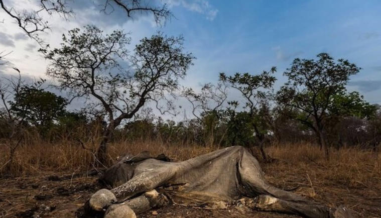 象牙战争 Ivory Wars 2013插图3