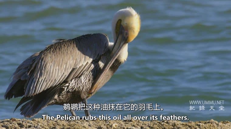 沙漠之海 The Desert Sea插图2