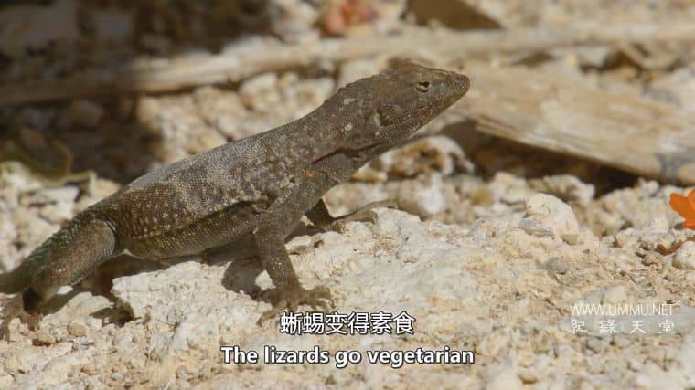 沙漠之海 The Desert Sea插图3