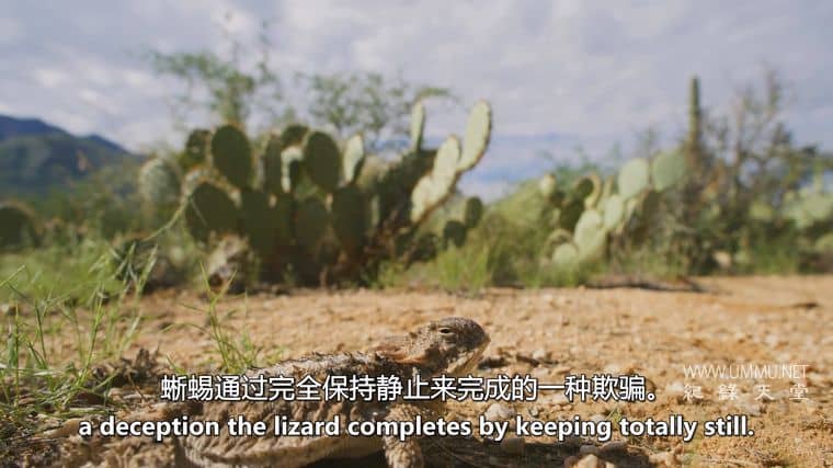 沙漠之海 The Desert Sea插图5