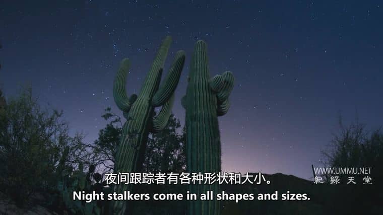 沙漠之海 The Desert Sea插图6