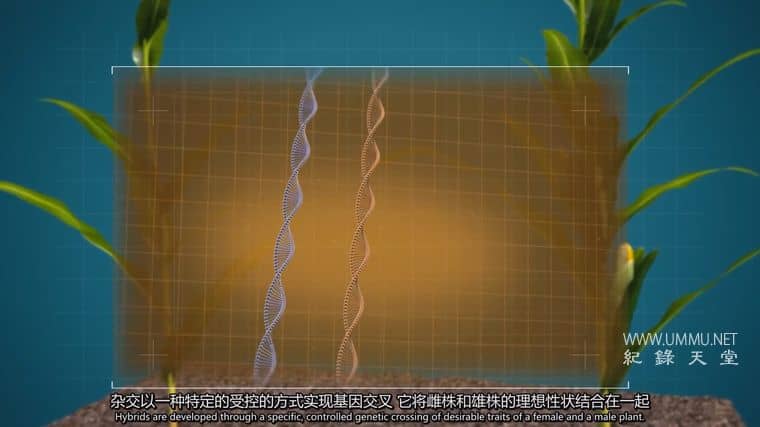 粮食竞争 The Food Race插图3