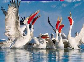 希腊的野性之美 Greece – The Wild Side