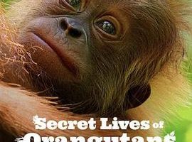 红毛猩猩的秘密生活 Secret Lives of Orangutans