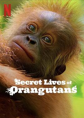 红毛猩猩的秘密生活 Secret Lives of Orangutans插图