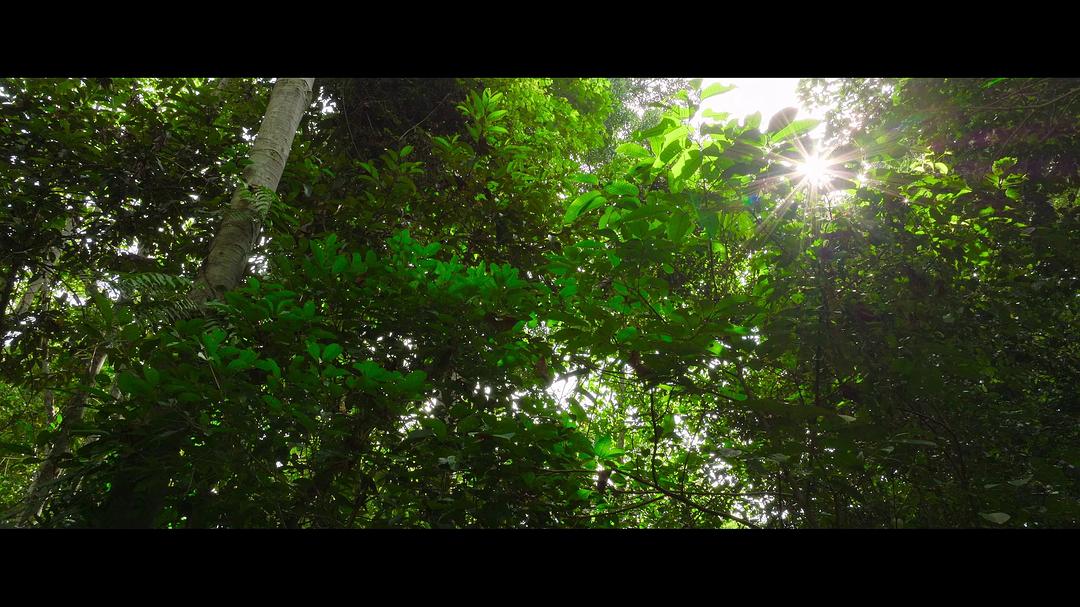 红毛猩猩的秘密生活 Secret Lives of Orangutans插图2