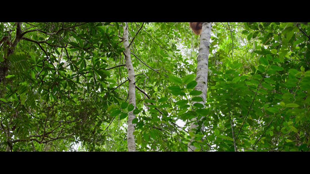 红毛猩猩的秘密生活 Secret Lives of Orangutans插图3