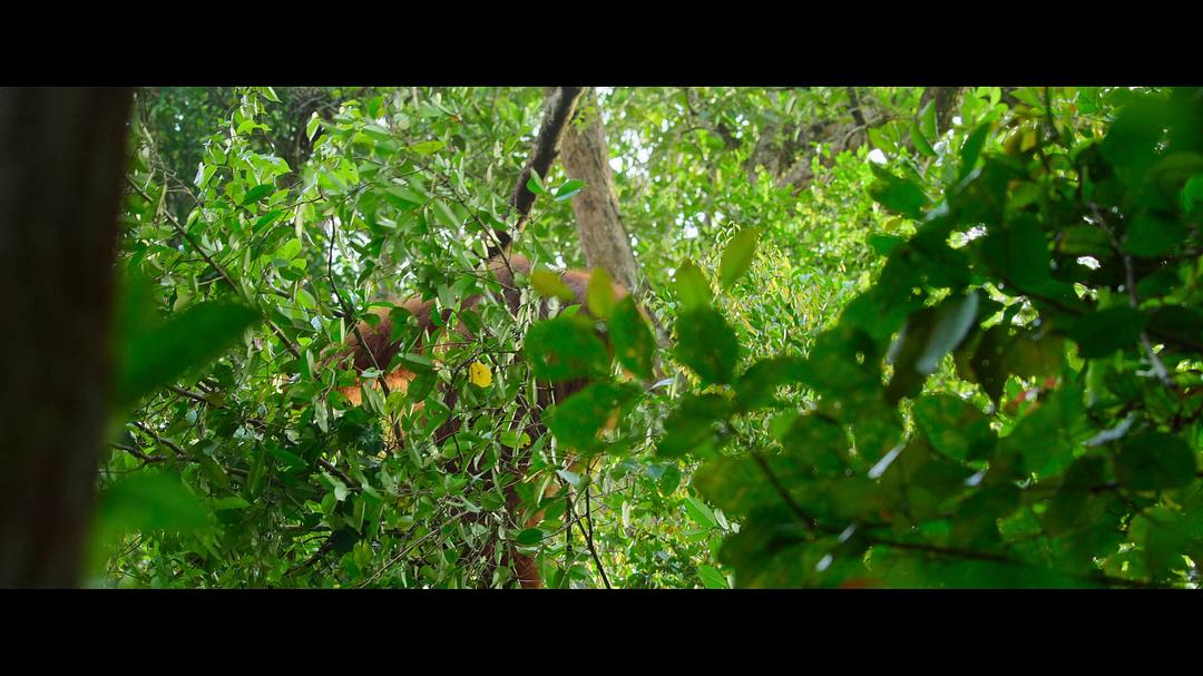 红毛猩猩的秘密生活 Secret Lives of Orangutans插图4