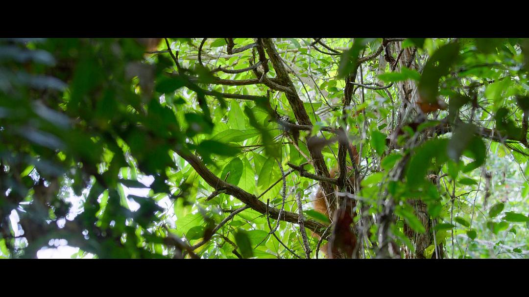红毛猩猩的秘密生活 Secret Lives of Orangutans插图5