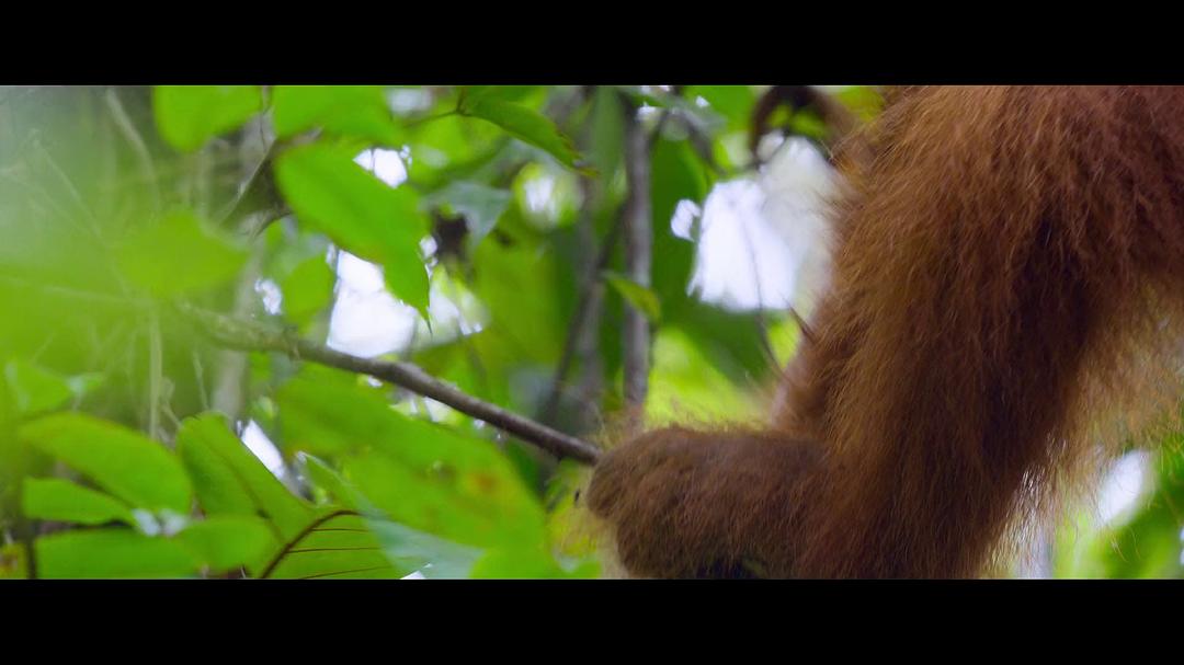 红毛猩猩的秘密生活 Secret Lives of Orangutans插图6