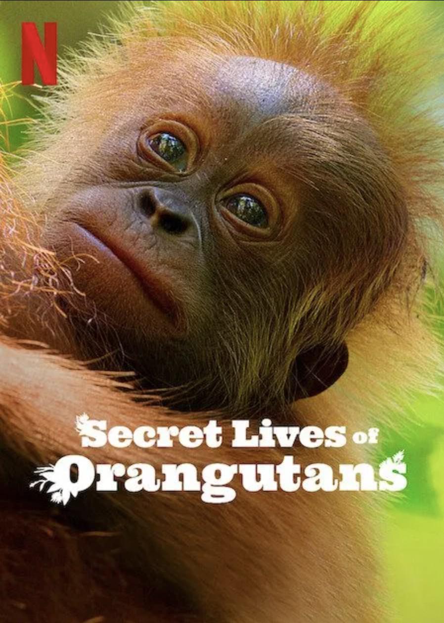 红毛猩猩的秘密生活 Secret Lives of Orangutans插图7