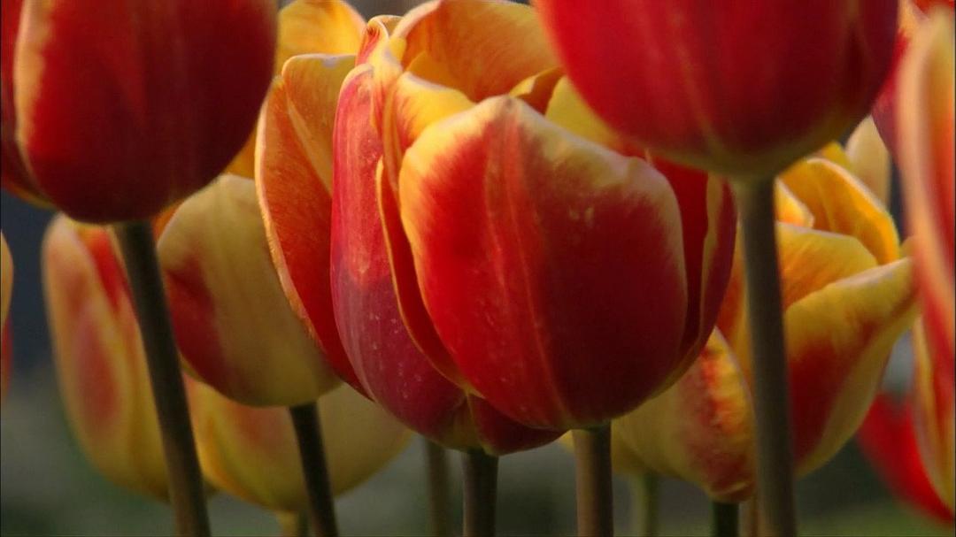 植物的欲望 The Botany of Desire插图1