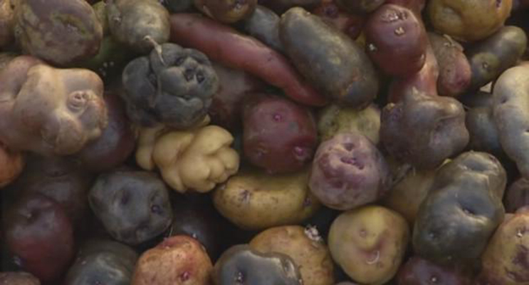 植物的欲望 The Botany of Desire插图4