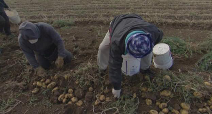 植物的欲望 The Botany of Desire插图5