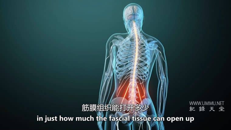 筋膜：皮肤下的秘密 Fascia: Secrets under the Skin插图5