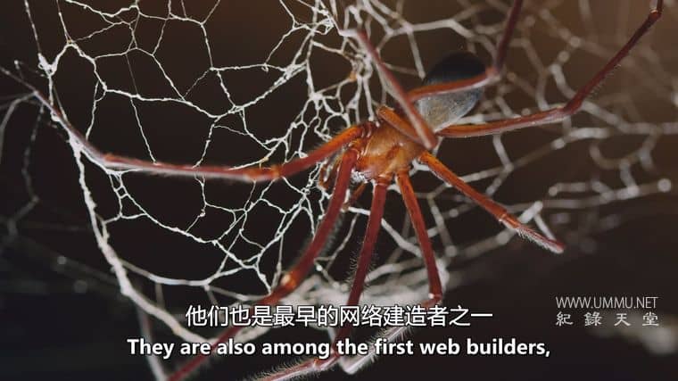 十六条腿 Sixteen Legs插图5