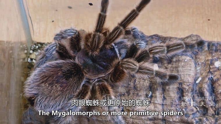 十六条腿 Sixteen Legs插图6