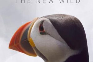 苏格兰：荒野新生 Scotland：The new Wild
