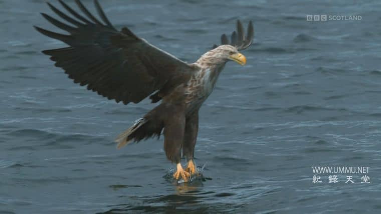 苏格兰：荒野新生 Scotland：The new Wild插图2