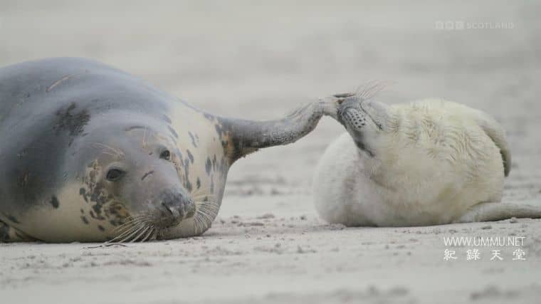 苏格兰：荒野新生 Scotland：The new Wild插图3