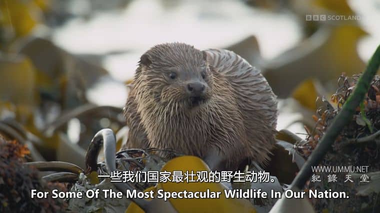 苏格兰：荒野新生 Scotland：The new Wild插图4