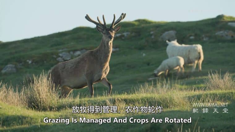 苏格兰：荒野新生 Scotland：The new Wild插图5