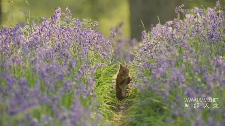 苏格兰：荒野新生 Scotland：The new Wild插图6