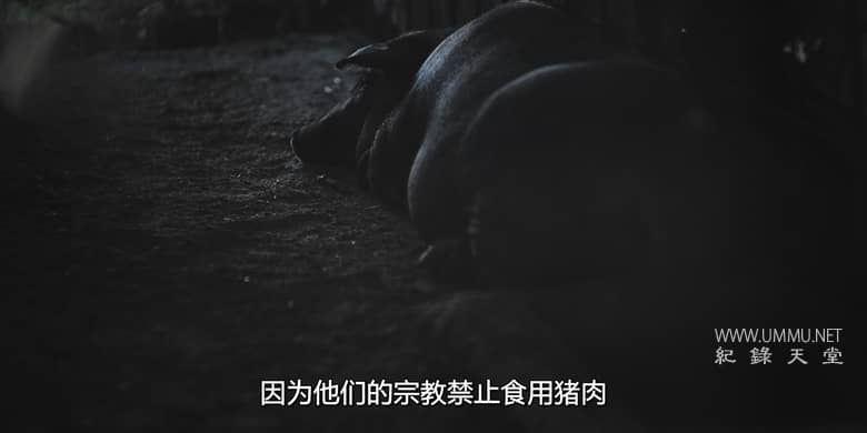 杂食记 Omnivore插图2